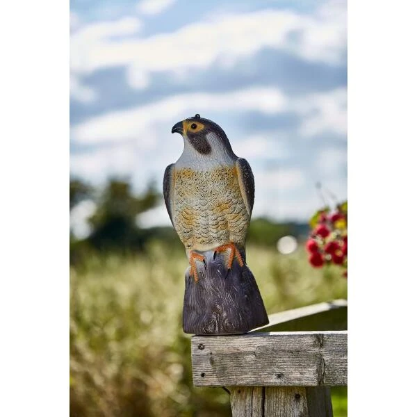 Slechtvalk als vogelverjager - 35 cm Slechtvalk Als Vogelverjager - 35 Cm -Outdoor Tuinonderhoudswinkel 1640694530 2 600