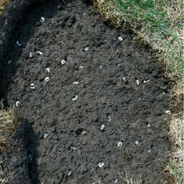 DCM Heteri-Guard - aaltjes tegen engerlingen in gazon - voor 100 m² DCM Heteri-Guard - Aaltjes Tegen Engerlingen In Gazon - Voor 100 M² -Outdoor Tuinonderhoudswinkel aaltjes tegen engerlingen 100 m 1540634989 2 600