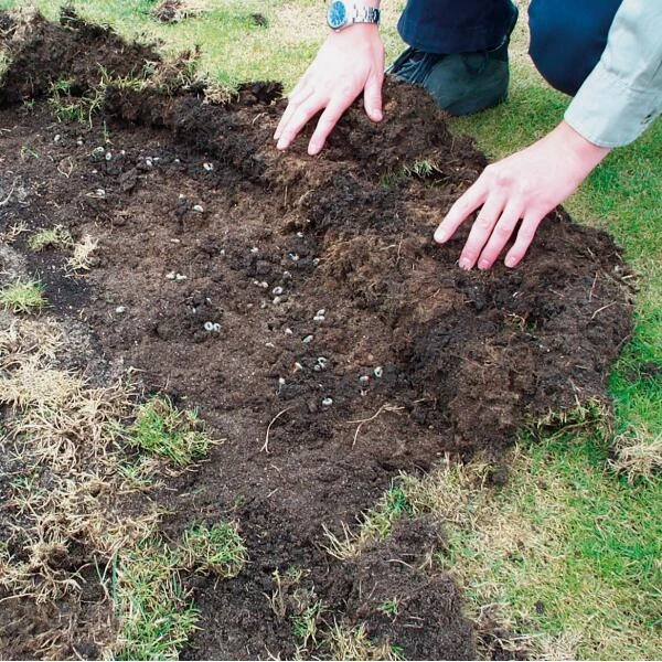 DCM Heteri-Guard - aaltjes tegen engerlingen in gazon - voor 10 m² DCM Heteri-Guard - Aaltjes Tegen Engerlingen In Gazon - Voor 10 M² -Outdoor Tuinonderhoudswinkel aaltjes tegen engerlingen 10 m 1664370204 2 600