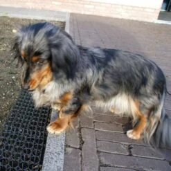 Dierenwerende Rasters - Anti-graven - Set Van 2 Stuks 4 Dierenwerende Rasters - Anti-graven - Set Van 2 Stuks -Outdoor Tuinonderhoudswinkel dierenwerende matten 1543585595 2 600