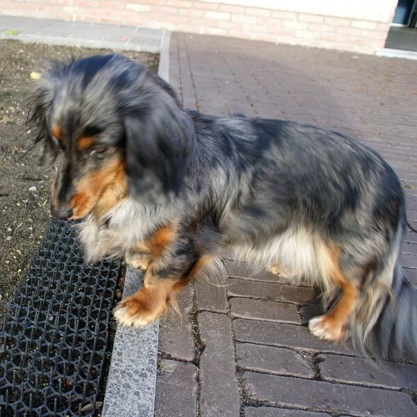 Dierenwerende rasters - anti-graven - set van 2 stuks Dierenwerende Rasters - Anti-graven - Set Van 2 Stuks -Outdoor Tuinonderhoudswinkel dierenwerende matten 1543585595 2 600