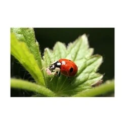 Ecostyle Lieveheersbeestjes Boerderij - Adalia Farm