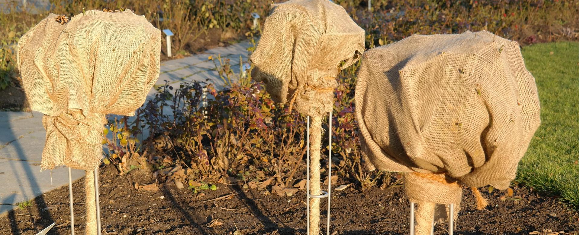 Outdoor Tuinonderhoudswinkel 1 Outdoor Tuinonderhoudswinkel -Outdoor Tuinonderhoudswinkel rose bush 236973 1920