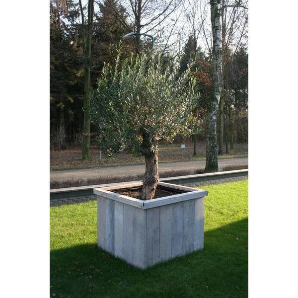 Thermobeschermhoes Jumbo voor planten - 240 × 200 cm Thermobeschermhoes Jumbo Voor Planten - 240 × 200 Cm -Outdoor Tuinonderhoudswinkel thermovorsthoes 240 x 200cm 1484053216 3 600