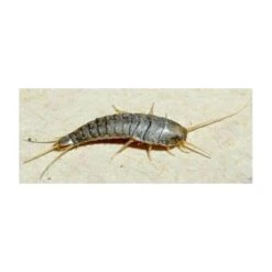 Zilvervisjes- En Papiervisjesvallen + Lokstof - Set Van 5 Stuks